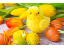 202dd2a-2019-04-17-Holidays Easter Tulips Chickens Eggs 518880 2560x1706.jpg