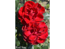 Red Sun  /, 251,11 ( 3).png