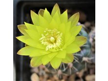 Gymnocalycium andreae