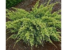   (Juniperus squamata Dream Joy) C3 30-40, 668 