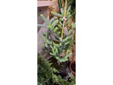   (Abies koreana Silberlocke C5 40-60)