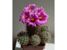 Mammillaria mazatlanensis