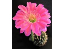 Echinopsis hybrid Maria Piazza