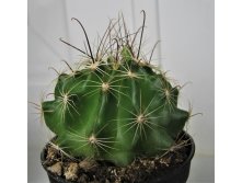 Hamatocactus setispinus