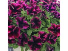  Crazytunia Ultra Violet