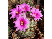 Mammillaria schumannii v. globosa