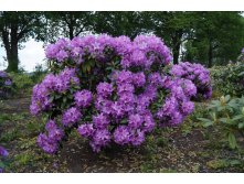 /  (Rhododendron catawbiense Grandiflorum P13 )  3 ,   693,6