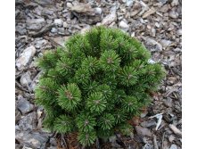    (Pinus mugo Kokos)5,15-25, 3545 