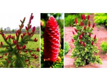   (Picea pungens Lucky Strike) 10 50-70), 5700 