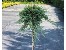   (Juniperus horizontalis Prince of Wales) 5, 70, 5440 