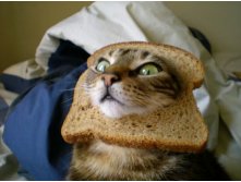 inbread-cat-photos14.jpg