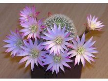 Rebutia narvaecensis 29.04.2010