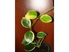 Hoya australis albomarginata
