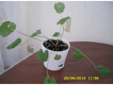 Pelargonium grossularioides (Coconut)