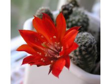 Rebutia violaceostaminata 12.05.2010