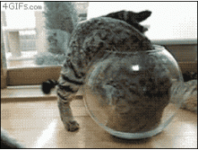 Cat-climbs-into-fish-bowl.gif