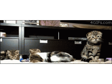 Startled-kittens-scatter.gif