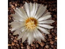 2010.05.18 Astrophytum asterias \'Superkabuto\'