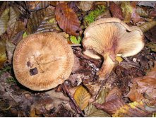 800px-Paxillus_involutus_EtgHollande_041031_063.jpg