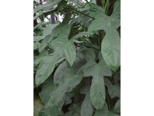   ,   (Philodendron bipennifolium H.W. Schott) 