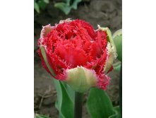 Tulipa Belfort 1.jpg