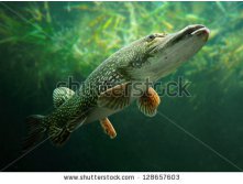 stock-photo-underwater-photo-of-a-big-pike-esox-lucius-128657603.jpg