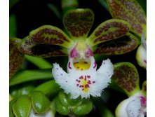 Gastrochilus Calceolaris 1.jpeg