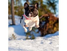 lahja_french_bulldog_snow_mikkolo77.jpg