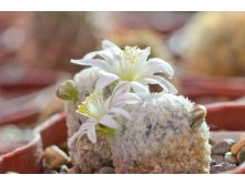 2012.02.19 Mammillaria sanchez-mejoradae