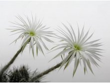 Setiechinopsis mirabilis 30.05.2010