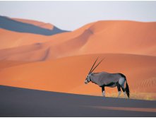 Oryx Antelope.jpg