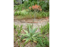Aloe, saponaria - Star Aloe (1).jpg