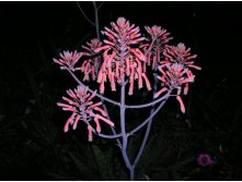 Aloe, saponaria - Star Aloe (5).jpg