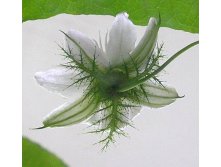 passiflora_foetida_back_1.jpg