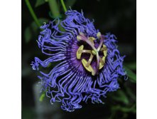Passiflora Blue Velvet