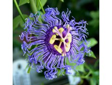 Passiflora Blue Velvet