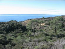 Torrey Pines State Reserve