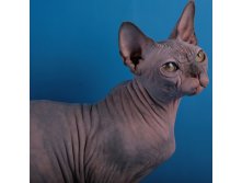 sphynx%20cat%20Baby%20Rah%20Fortuna.jpg