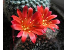 Rebutia aff. minuscula 25.03.2012