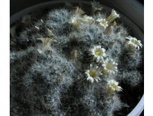 Mammillaria prolifera var. albata 25.03.2012