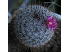 Mammillaria sp. OBI 01.04.2012