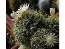 Mammillaria wildii 17.04.2012