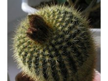 Parodia aff. concinna 17.04.2012