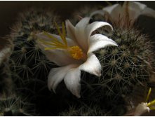 Mammillaria louisae 12.05.2012