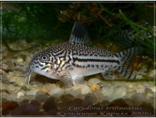 Corydoras trilineatus