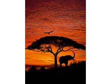 4-501 African Sunset 194270.jpg
