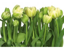 8-900 Tulips 368254.jpg
