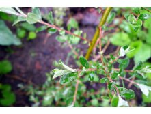 Salix lapponum 