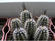 Setiechinopsis mirabilis