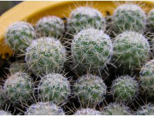 Mammillaria sp.